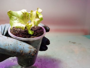 Fide - eldiven elinde bir tencere veya fincan marul çok güzel fideler