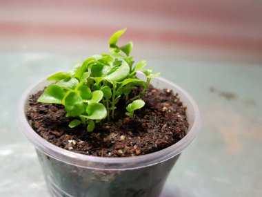 Fide - bir tencere veya fincan çok güzel etiket fide