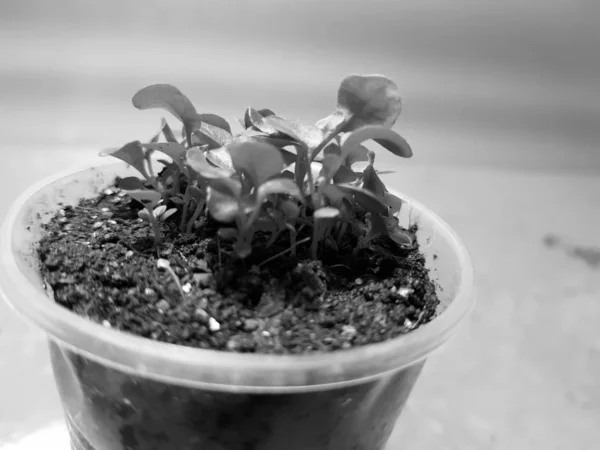 Seedlings - very beautiful label seedlings in a pot or cup — Stock Photo, Image