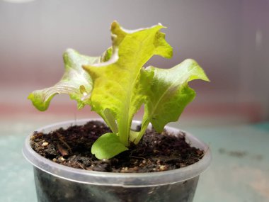 Fide - bir tencere veya fincan marul çok güzel fideler