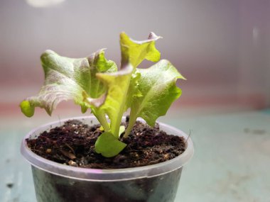 Fide - bir tencere veya fincan marul çok güzel fideler