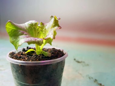 Fide - bir tencere veya fincan marul çok güzel fideler