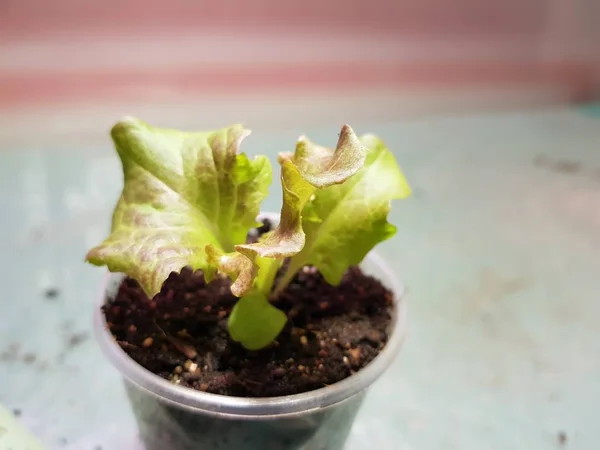 Las plantas de semillero - las plantas muy hermosas de la lechuga en la cacerola o la taza —  Fotos de Stock