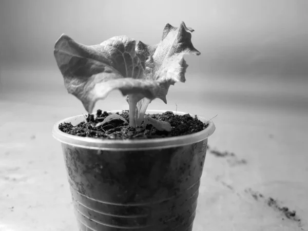 Seedlings - very beautiful seedlings of lettuce in a pot or cup — Stock Photo, Image