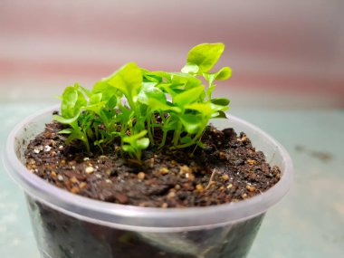 Fide - bir tencere veya fincan çok güzel etiket fide