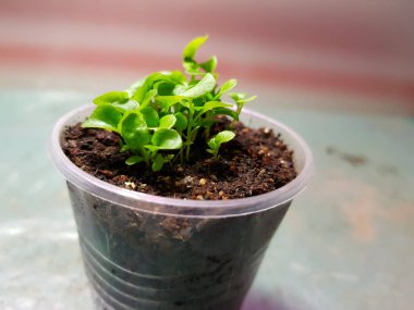 Fide - bir tencere veya fincan çok güzel etiket fide