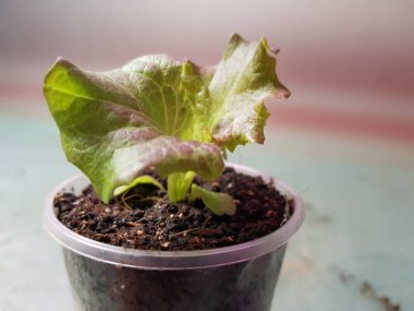 Fide - bir tencere veya fincan marul çok güzel fideler