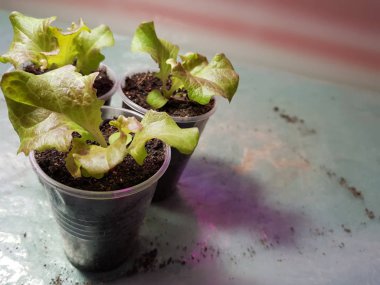 Fide - bir tencere veya fincan marul çok güzel fideler