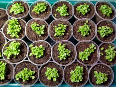 Fide - bir banyo veya tepsi de bir tencere veya fincan çok güzel etiket fide