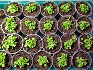 Fide - bir banyo veya tepsi de bir tencere veya fincan çok güzel etiket fide