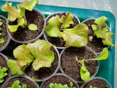 Fide - bir tencerede marul çok güzel fideler veya bir küvet veya tepsi fincan