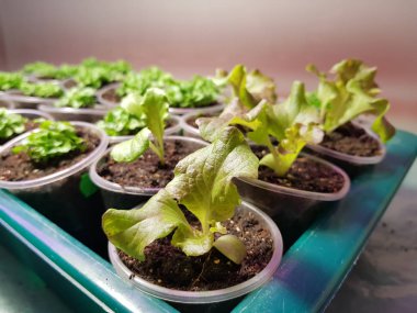 Fide - bir tencerede marul çok güzel fideler veya bir küvet veya tepsi fincan