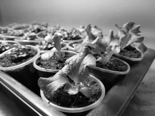 Las plantas de semillero - las plantas muy hermosas de la lechuga en la cacerola o la taza en la bañera o la bandeja — Foto de Stock