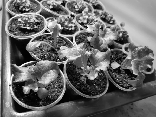 Sämlinge - sehr schöne Salatpflanzen in einem Topf oder einer Tasse in einer Wanne oder einem Tablett — Stockfoto