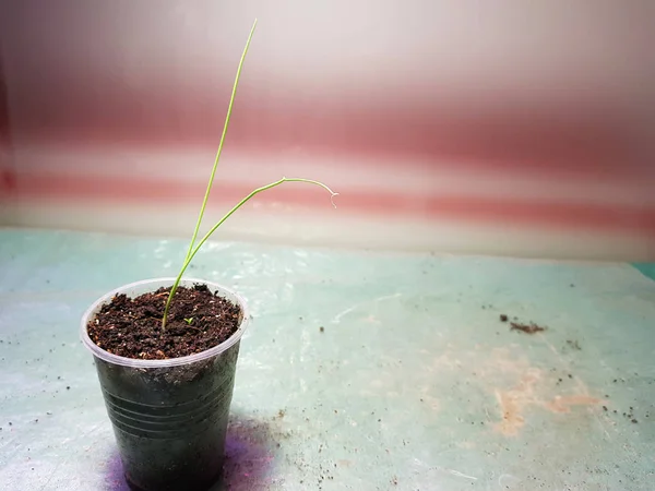 Las plantas de semillero - las plantas muy hermosas de la cebolla exibishen en la cacerola o la taza —  Fotos de Stock