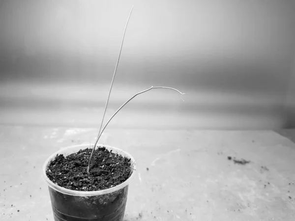 Semis - très beaux semis d'oignon exibishen dans un pot ou une tasse — Photo