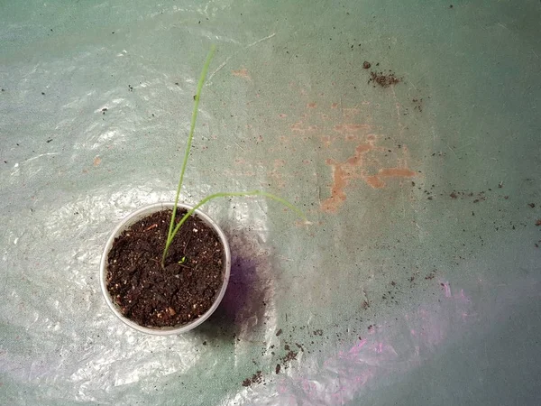Las plantas de semillero - las plantas muy hermosas de la cebolla exibishen en la cacerola o la taza —  Fotos de Stock