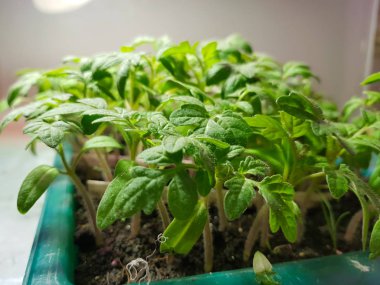 Fide - lassade banyo veya tepsi bir tencere veya fincan çok güzel fideler