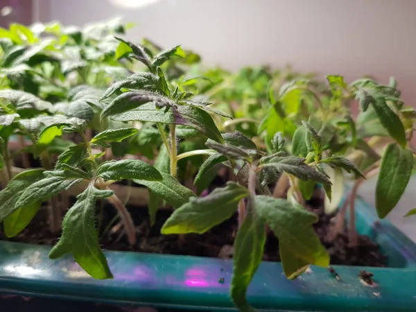 Semis - très beaux semis dans un pot ou une tasse dans un bain de lassade ou un plateau Images De Stock Libres De Droits