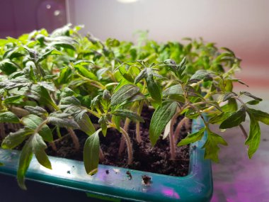 Fide - lassade banyo veya tepsi bir tencere veya fincan çok güzel fideler