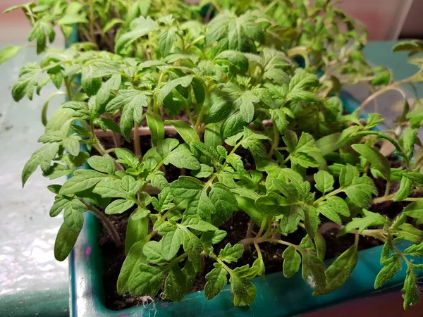 Semis - très beaux semis dans un pot ou une tasse dans un bain de lassade ou un plateau Image En Vente