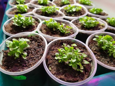 Fide - bir banyo veya tepsi de bir tencere veya fincan çok güzel etiket fide