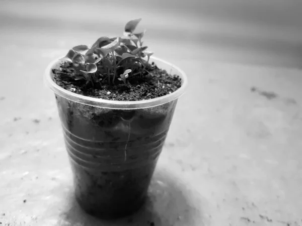 Seedlings - very beautiful label seedlings in a pot or cup — Stock Photo, Image