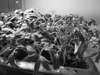 Fide - lassade banyo veya tepsi bir tencere veya fincan çok güzel fideler