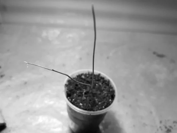 Las plantas de semillero - las plantas muy hermosas de la cebolla exibishen en la cacerola o la taza —  Fotos de Stock