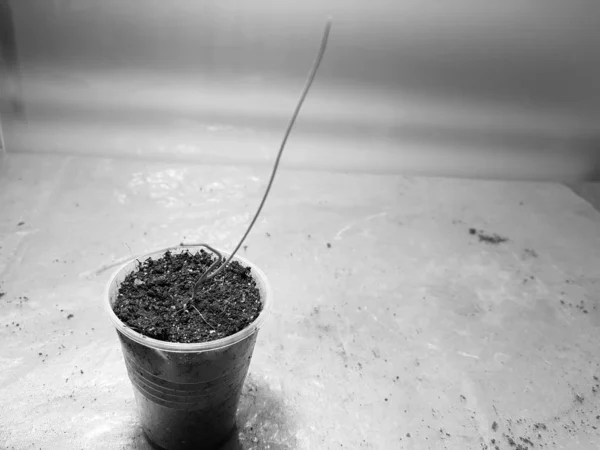 Semis - très beaux semis d'oignon exibishen dans un pot ou une tasse — Photo