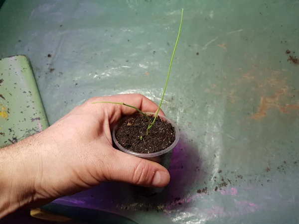 Las plantas de semillero - las plantas muy hermosas de la cebolla exibishen en la cacerola o la taza en la mano —  Fotos de Stock