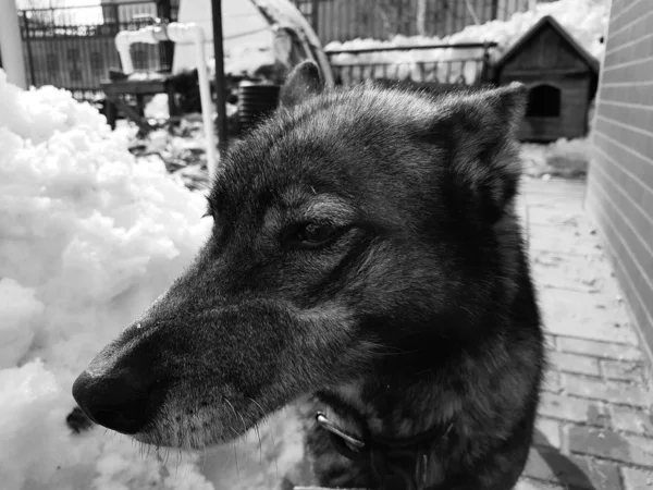 Piękny pies Husky pobliżu domu na tle śniegu zimą lub wczesną wiosną — Zdjęcie stockowe