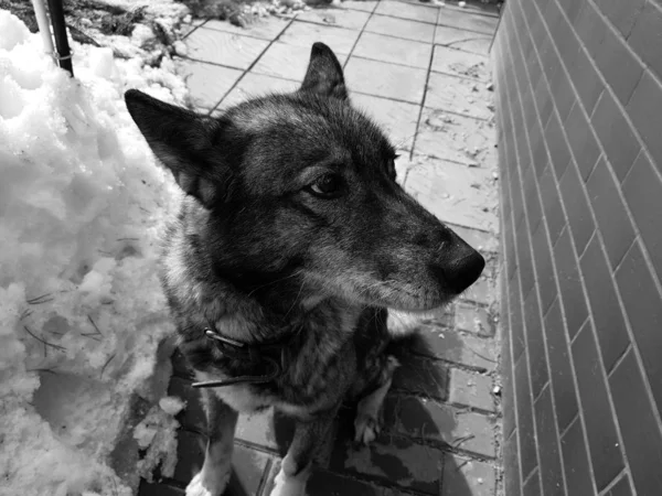 Beautiful dog husky near the house on the background of snow in winter or early spring — Stock Photo, Image