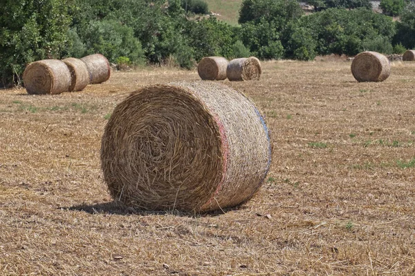 Italien Sicilien Provinsen Ragusa Landsbygden Vete Fält Och Carob Träd — Stockfoto