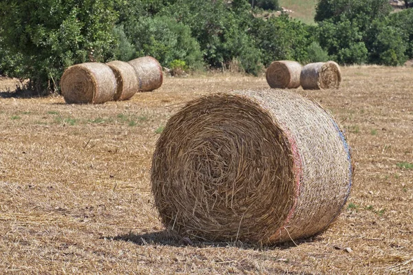 Italien Sicilien Provinsen Ragusa Landsbygden Vete Fält Och Carob Träd — Stockfoto