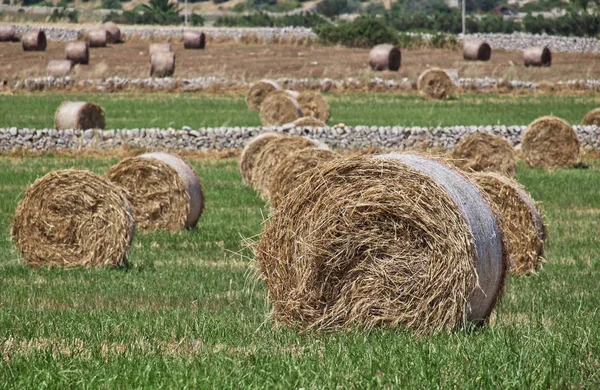 Italien Sicilien Provinsen Ragusa Landsbygden Vete Fält — Stockfoto