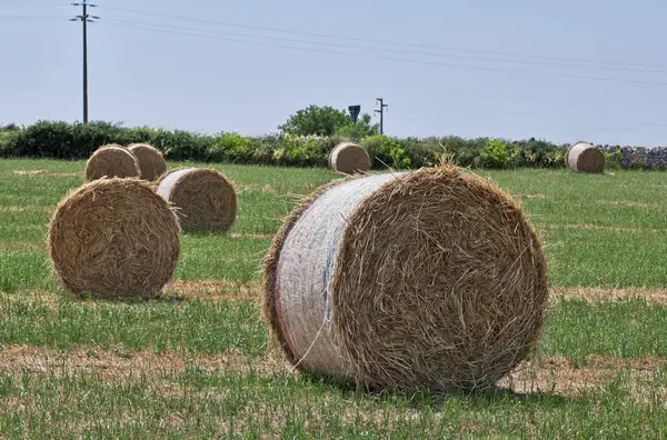 Italien Sicilien Provinsen Ragusa Landsbygden Vete Fält — Stockfoto