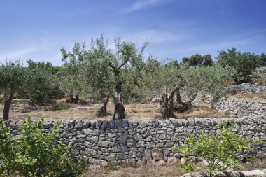 İtalya, Sicilya, kırsal, zeytin ağaçları ve Sicilya taş duvarlar