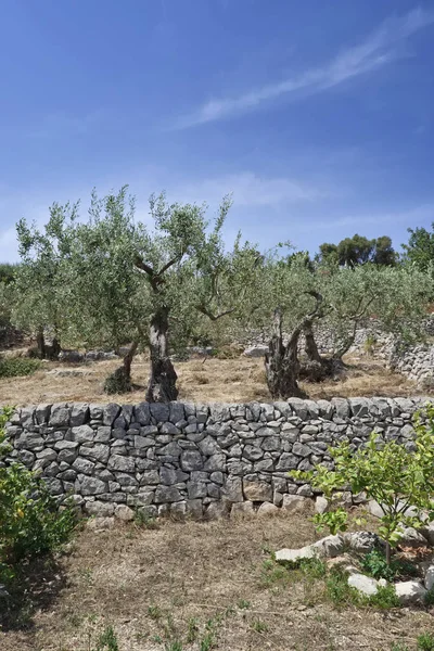 Italy, Sicily, countryside, olive trees and sicilian stone walls