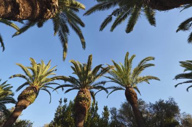 İtalya, Sicilya, Ragusa Ibla, avuç içi Iblei kamu bahçeleri