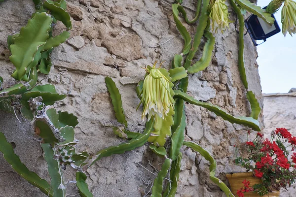 Italien Sicilien Marzamemi Syrakusa Provins Suckulent Växt Blommor Väggen Ett — Stockfoto