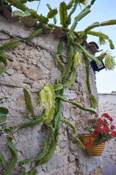 Italia Sicilia Marzamemi Provincia Siracusa Plantas Suculentas Flores Pared Una — Foto de Stock