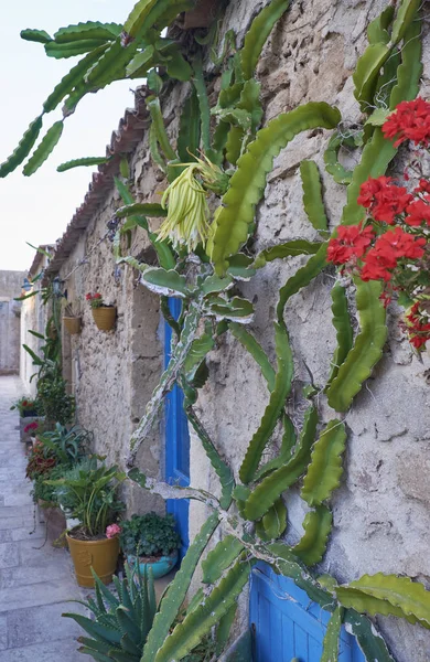 Italy Sicily Marzamemi Siracusa Province Succulent Plant Flower Wall Private — Stock Photo, Image