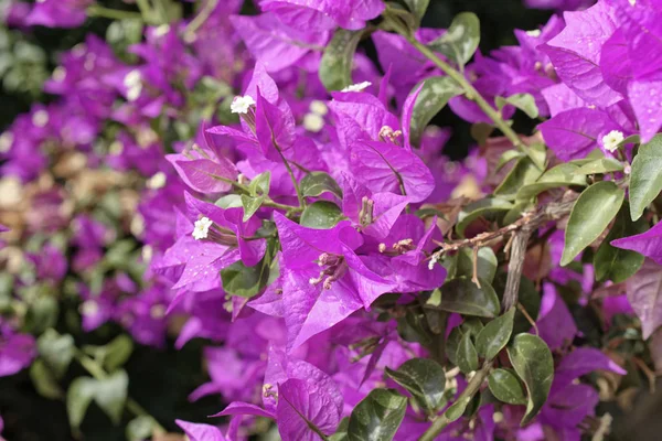 Italy Sicily Countryside Purple Bouganvilleas Garden — Stock Photo, Image