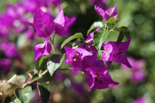 Italy Sicily Countryside Purple Bouganvilleas Garden — Stock Photo, Image