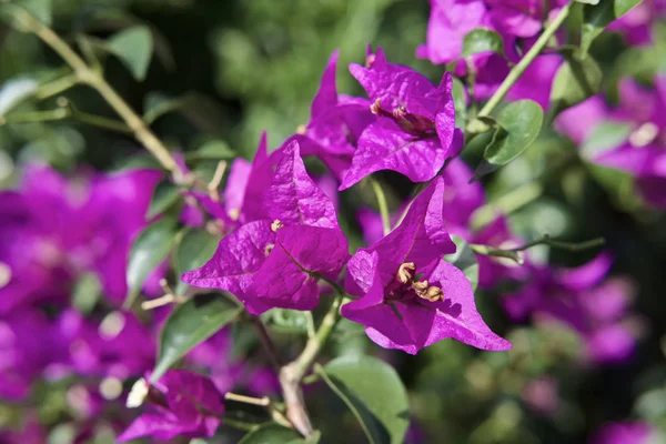 Italia Sicilia Campagna Bouganville Viola Giardino — Foto Stock