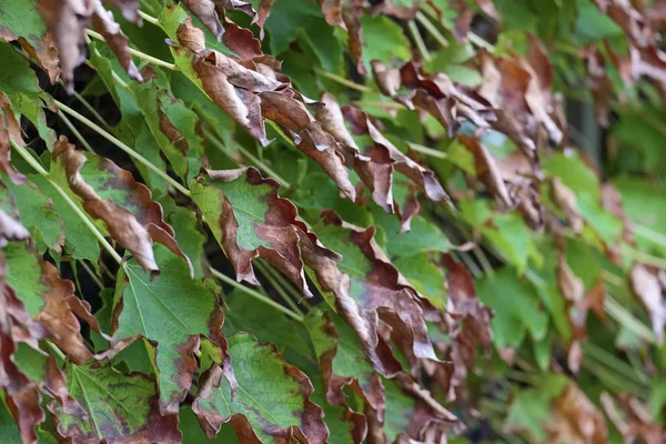 Itália Sicília Campo Outono Hera Americana Folhas Secas Jardim — Fotografia de Stock