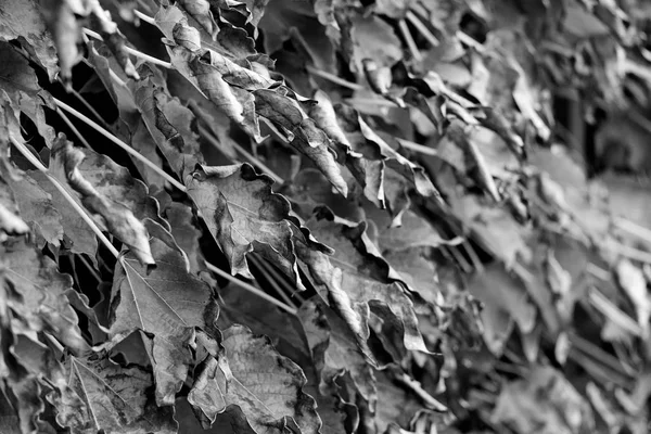 Italie Sicile Campagne Automne Lierre Américain Feuilles Sèches Dans Jardin — Photo