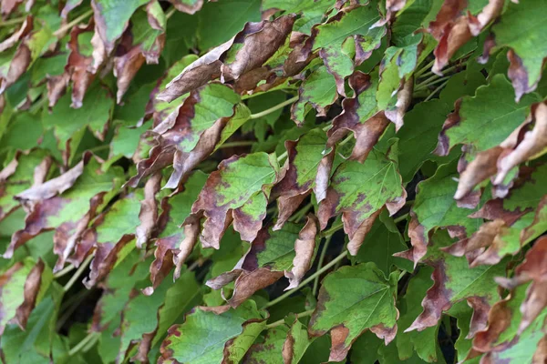 イタリア シチリア島 秋には アメリカのアイビーは乾燥葉庭 — ストック写真