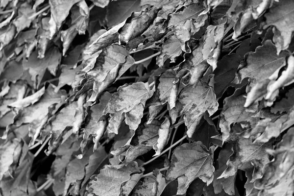 Italie Sicile Campagne Automne Lierre Américain Feuilles Sèches Dans Jardin — Photo